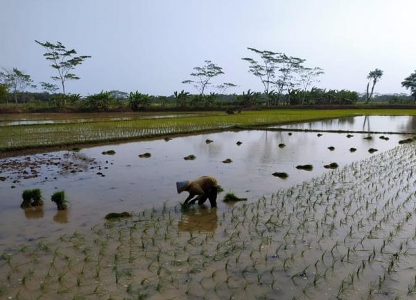 Berkah Pompanisasi di Desa Nusadadi: Sawah Kering Terairi, Padi Subur ...