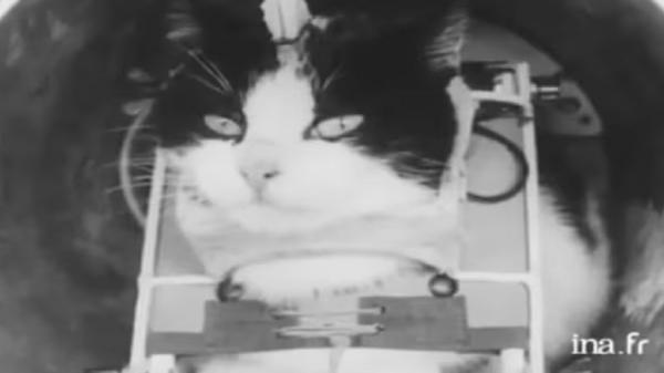 Mengenal Felicette, Kucing Pertama yang Pergi ke Luar Angkasa 