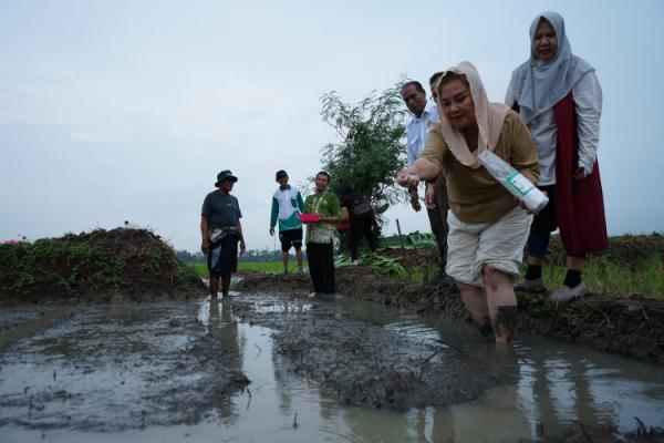 Implementasikan Hasil Riset, Pemkot Semarang dan BRIN Tanam Padi di Lahan Rob