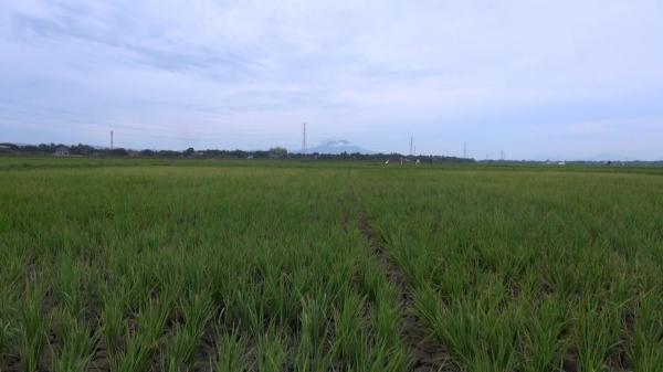 Ratusan Hektare Sawah Petani di Aceh Terancam Gagal Panen Akibat Kekeringan