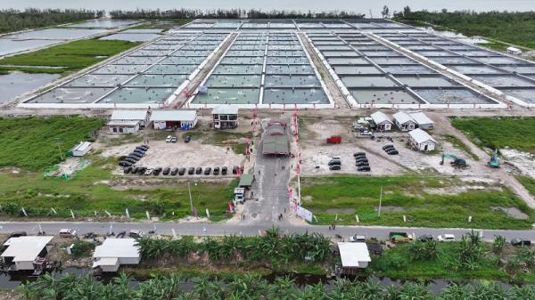 Tambak udang vename di Kalteng. (Foto: dok Pemprov Kalteng)