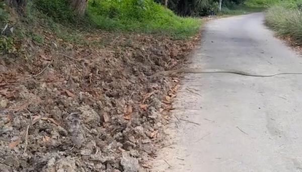 Viral, Pemotor Ini Nyaris Tabrak King Cobra 3 Meter yang Seberangi Jalan