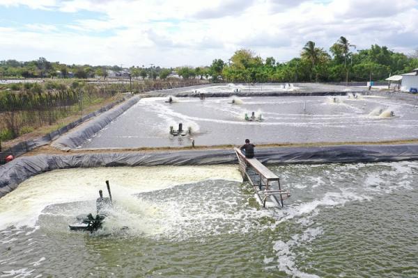 Program Electrifying Agriculture (EA) dari PT PLN (Persero) sukses membantu usaha tambak udang vaname di Kabupaten Takalar, Sulawesi Selatan dalam menghemat biaya operasional Rp15,8 juta per bulan. (Foto: dok PLN)