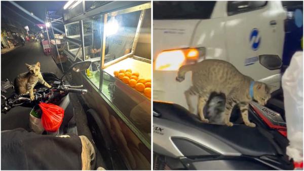 Kucing hilang, suka naik motor Kucing hilang, suka naik motor
