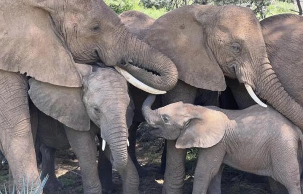 Negara Ini Bakal Bunuh 200 Gajah, Bagikan Dagingnya untuk Warga Miskin 