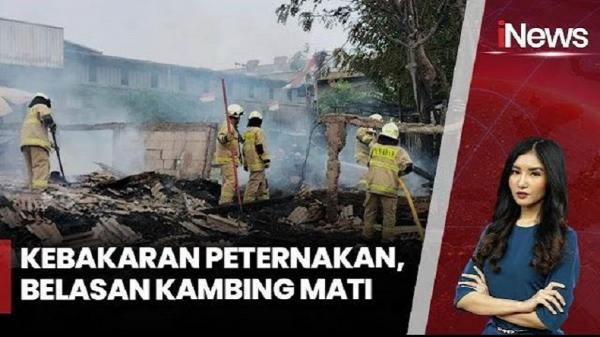 Kebakaran Peternakan di Cilincing Jakarta Utara, 17 Kambing Mati Terpanggang