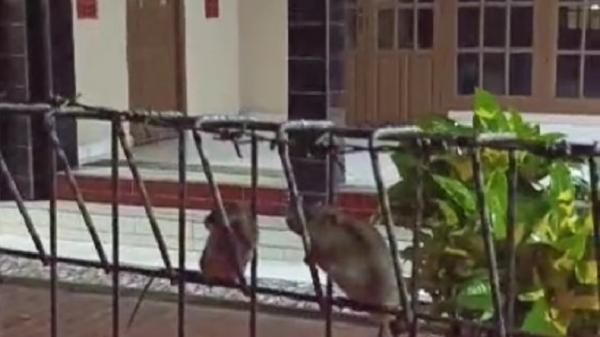 Heboh Ratusan Tikus Masuk Permukiman Warga Karawang, Fenomena Apa?