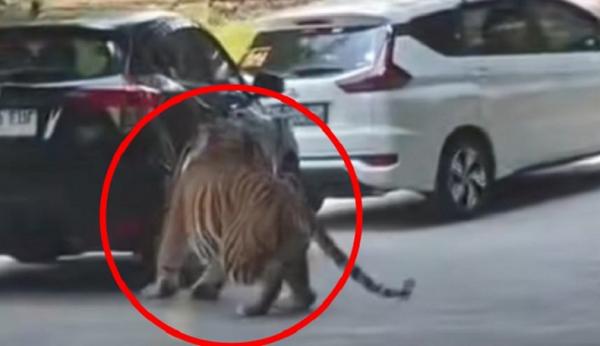 Viral Ban Mobil Pengunjung Taman Safari Bogor Pecah Digigit Harimau, Penumpang Panik