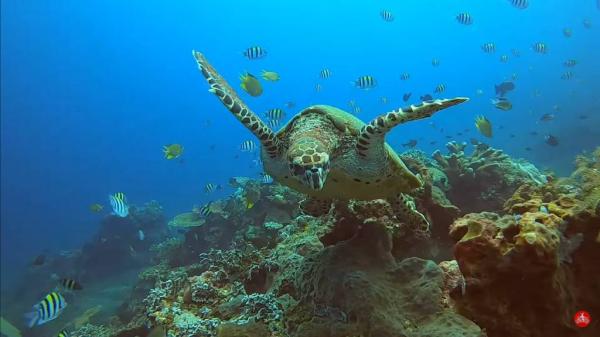 Keindahan bawah laut Desa Les, Bali. (Foto: Youtube)