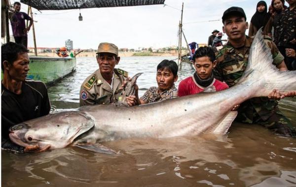 Ikan Lele Raksasa Sepanjang 2 Meter Ditemukan di Sungai Kamboja, Ini Penampakannya