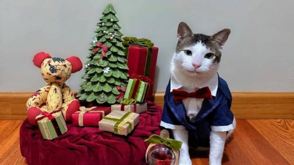 Gemas! Kucing Bobby Kertanegara Ikut Ramaikan Natal 2024, Netizen Klepek-Klepek