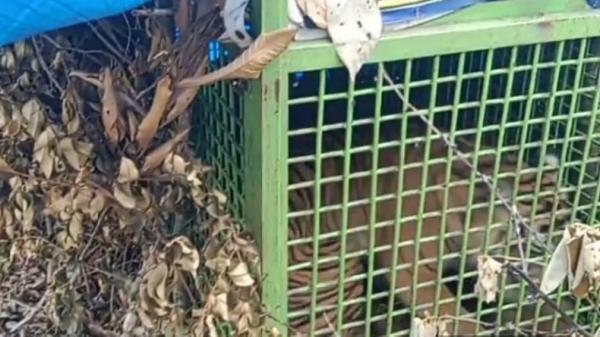Harimau Pemangsa Manusia di Lampung Ditangkap, Masuk dalam Perangkap