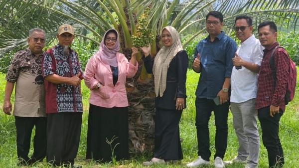 Rohani Anggota DPRD NTB dari Partai Perindo Dorong Pengembangan Kurma di Lombok Utara