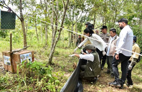 Proses pelepasliaran sepasang kucing emas Sumatera di Taman Nasional Gunung Leuser, Langkat, Sumatera Utara. (Foto: Humas Kemenhut)