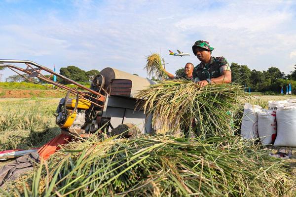 BPS Proyeksi Produksi Beras Tembus 10,16 Juta Ton pada Januari-Maret 2026