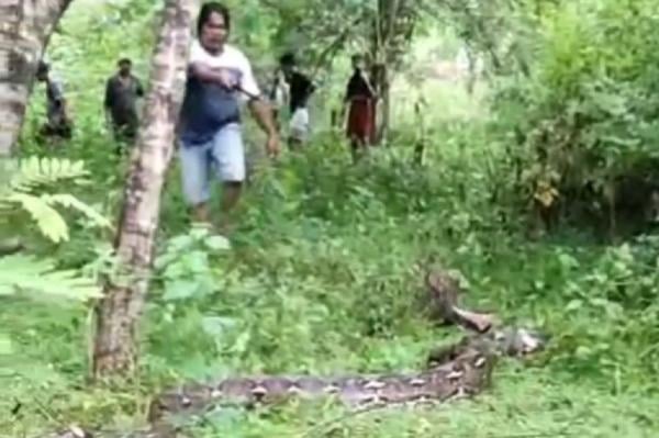 Ngeri! Nenek di Buton Tewas Dililit Ular Piton 7 Meter hingga Nyaris Ditelan