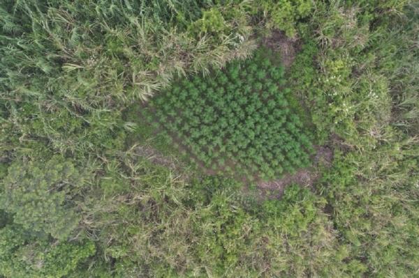 Viral Narasi Larangan Drone di Gunung Bromo dan Semeru Dikaitkan dengan Temuan Ladang Ganja