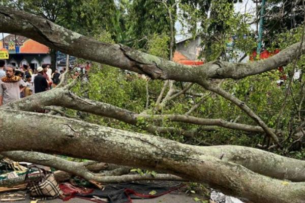 Kesaksian Warga Pemalang saat Pohon Tumbang Timpa Jemaah Salat Id, Panik Lari Berhamburan
