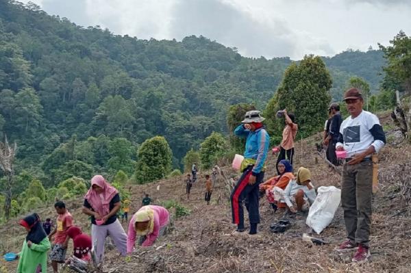 Dukung Kemandirian Pangan, Legislator Partai Perindo Tanam Padi Bersama Warga Tojo Una-Una