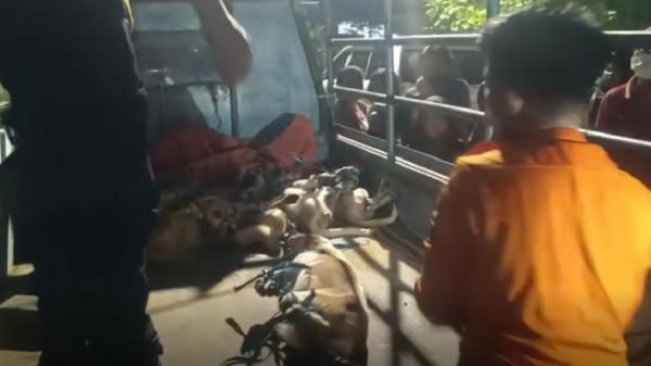 Kronologi Pria Paruh Baya Tewas Dimangsa 10 Ekor Anjing Peliharaannya di Surabaya
