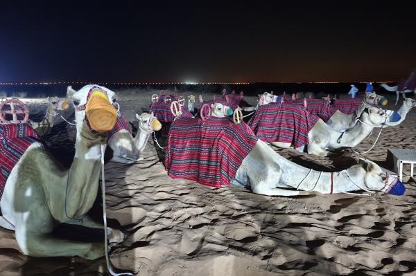 Unta-unta siap membawa para wisatawan saat safari gurun Dubai. (iNews.id/Maria Christina Malau)