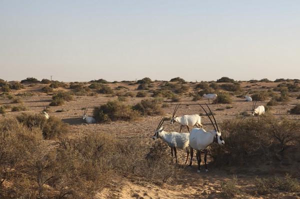 Saat safari gurun Dubai, Senin, 21 April 2025 lalu, terlihat sejumlah oryx, satwa khas gurun dengan ciri khas bulu warna putih dan tanduk yang lurus dan lancip. (iNews.id/Maria Christina Malau)