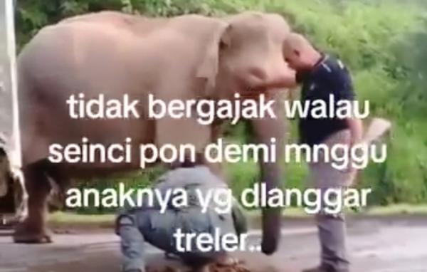 Gajah