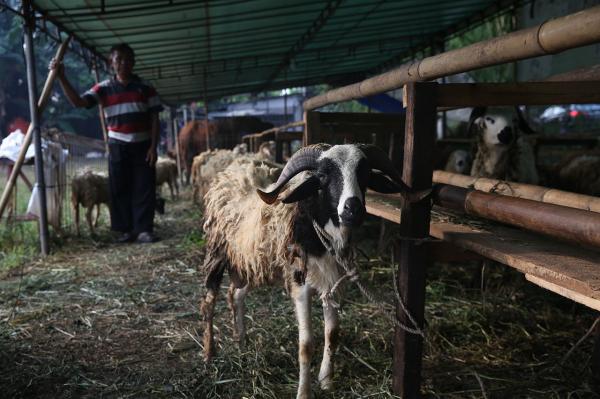 Biar Gak Nyesel, Kenali Dulu Hewan Kurban Sehat Lewat 9 Ciri Ini!