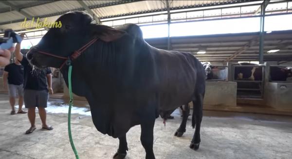Sapi kurban Sonny Septian Youtube)