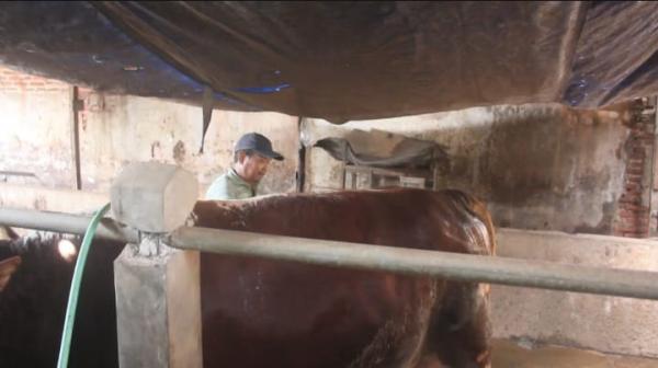 Bruno, sapi kurban dari Presiden Prabowo ke Kecamatan Jati, Blora, Jawa Tengah berbobot 935 kg (Foto: iNews.id)