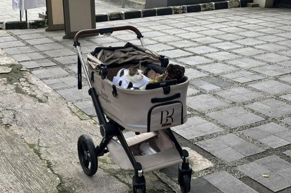 kucing_kesayangan_prabowo_yakni_bobby_kertanegara