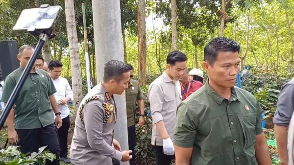 Momen Wapres Gibran Petik Kopi di Dataran Gunung Ijen Bondowoso
