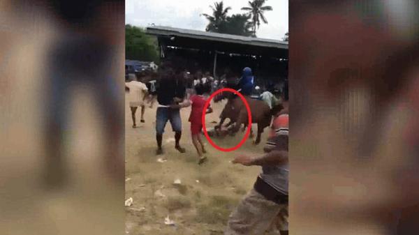 Viral 2 Penonton Ditabrak dan Terinjak Kuda Pacu dalam Laga Tradisional di Sumba Timur