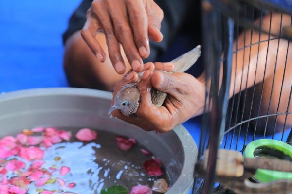 Prosesi penjamasan burung perkutut di Kota Madiun, Jawa Timur. (Foto: iNews/Arief Wahyu Efendi)