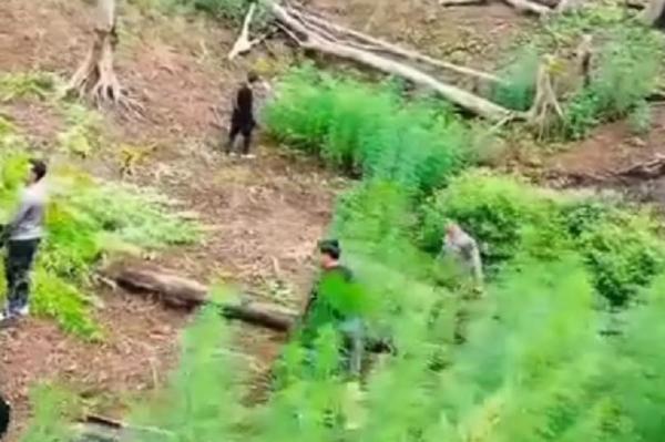 Drone Temukan Ladang Ganja 6 Hektare di Madina, Langsung Dimusnahkan Polisi