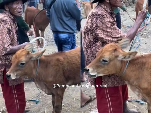 Mengharukan, Viral Kakek Jual Sapi untuk Bertahan Hidup Bikin Netizen Sedih