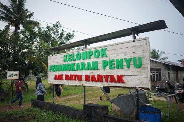 Penangkaran Penyu