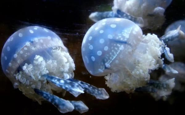 Serangan Ubur-Ubur Lumpuhkan Pembangkit Tenaga Nuklir Prancis, kok Bisa?