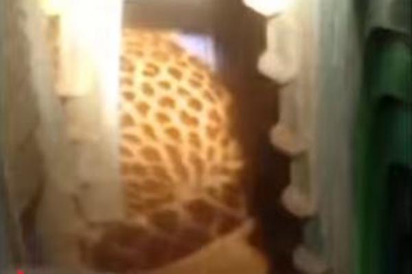 Heboh! Macan Tutul Turun Gunung Masuk Kantor Desa di Kuningan, Evakuasi Dramatis