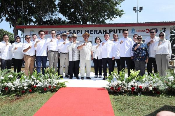 BRI Dukung Program Sapi Merah Putih, Dorong Swasembada Pangan Nasional