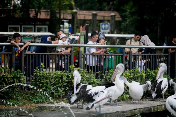 Puncak Libur Nataru, Pengunjung Ragunan Diprediksi Tembus 100.000 Orang