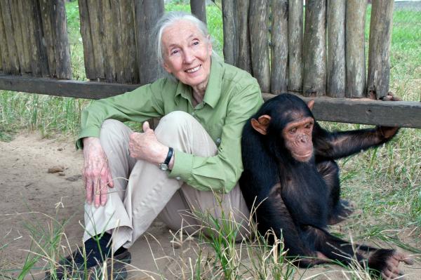 Ahli Primata Jane Goodall meninggal dunia. (Foto: X)