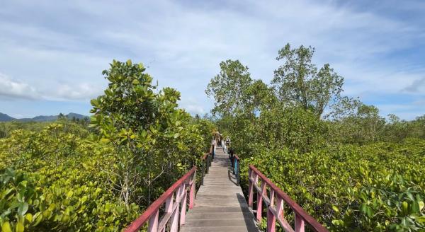 Hutan Mangrove di Trenggalek, Jawa Timur. (Foto: Annastasya Rizqa)