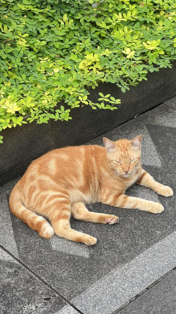 Kucing oren ini viral gegara menjadi salah satu objek wisata di Jakarta. (Foto: X/@eastchingchong)