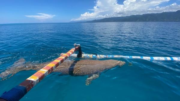Bayi dugong di perairan Alor Seekor bayi dugong terlihat berenang di perairan Pantai Mali, Alor. (Foto: Istimewa).