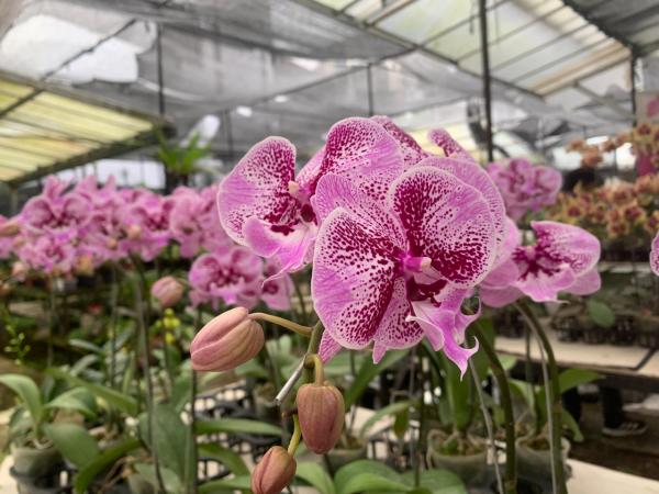 Kisah menarik dari Anggrek Rangga di Ragunan (Foto: iNews.id/Reynaldi Hermawan)