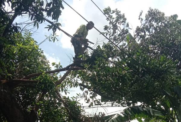 Pohon Beringin Tumbang di Kramat Jati Jaktim, Timpa Bus 