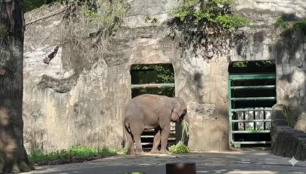 Gajah di Ragunan menjadi salah satu spot paling banyak diminati. (Foto: Ravie Wardani)