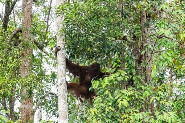 2 Orang Utan Dilepasliarkan di Tanjung Puting Kalteng, Begini Penampakannya