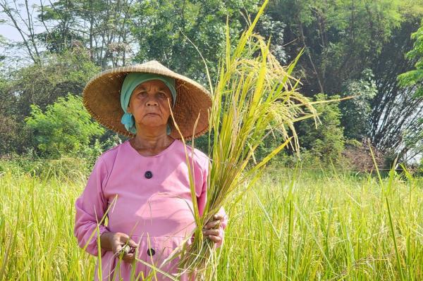 Petani menunjukkan padi yang telah dipanen. (Foto: Kementan)